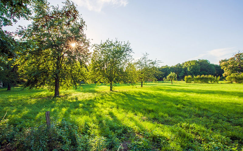 Nature near Maastricht